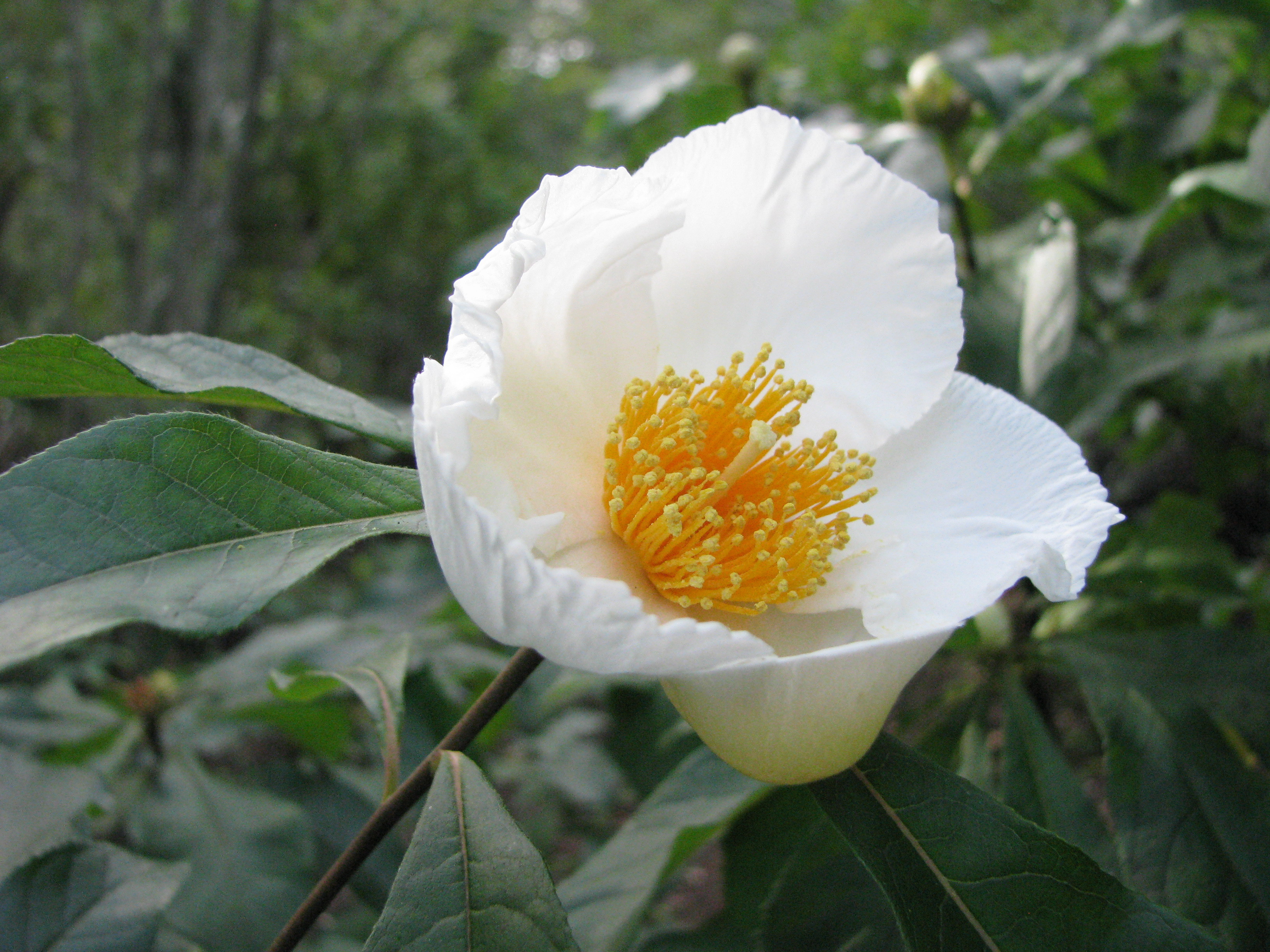 Pictures Of Franklinia