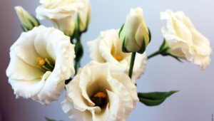 Pictures Of Lisianthus