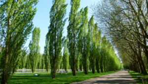 Pictures Of Poplar