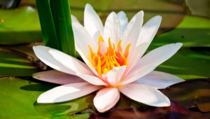 Pictures Of White Lotus