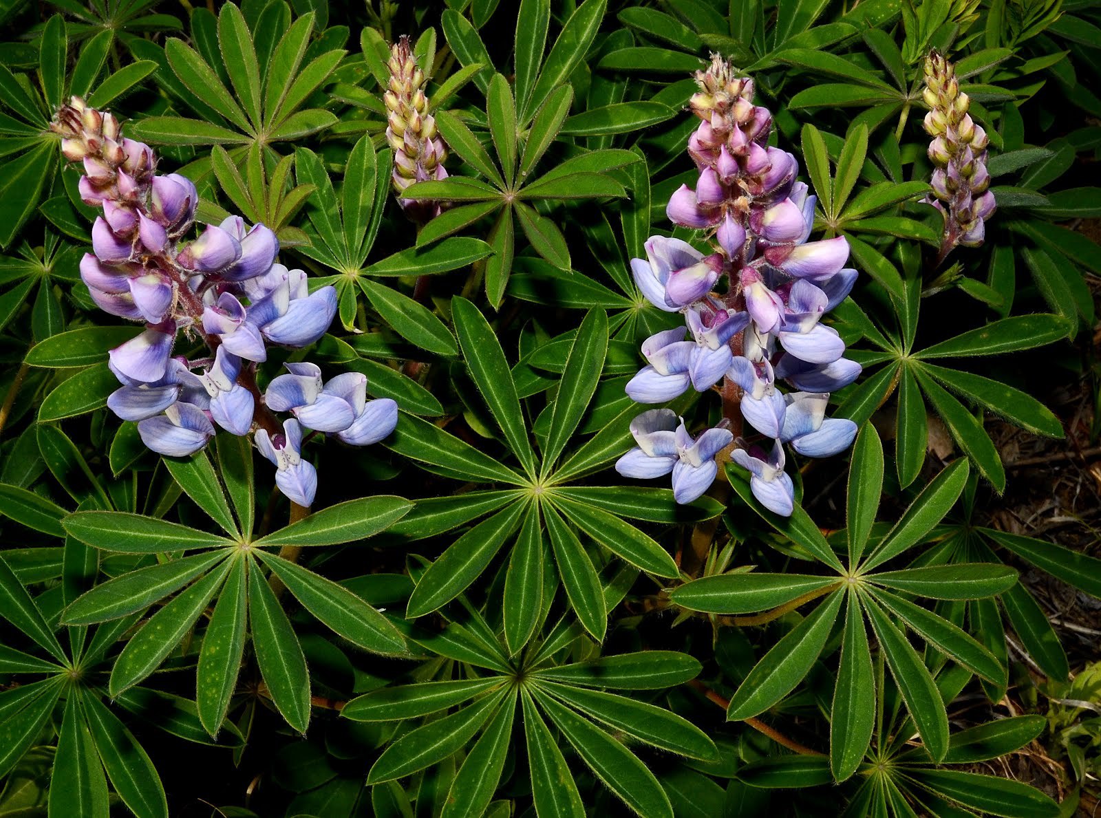 Pictures Of Wild Lupine