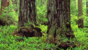 Redwood Background