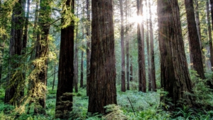 Redwood HD