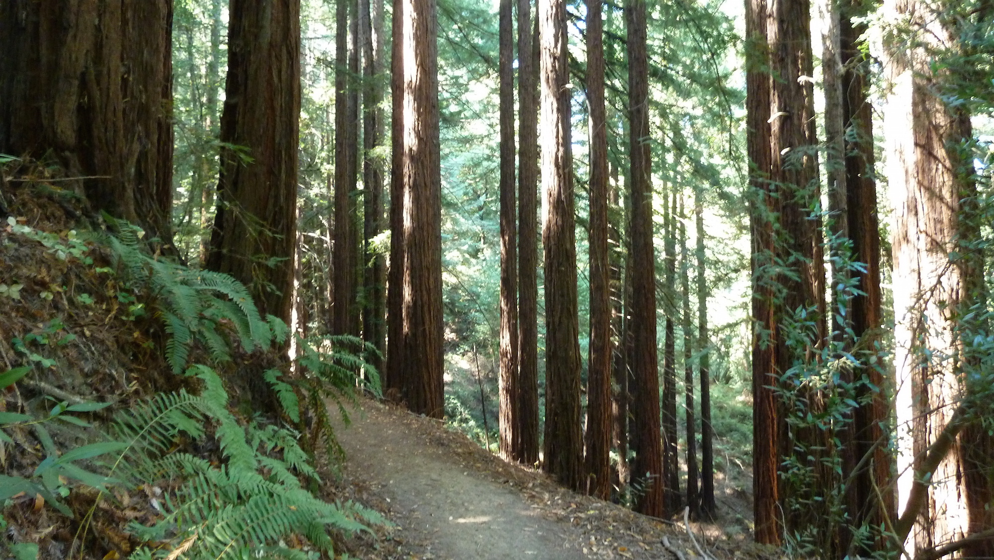 Redwood HD Background