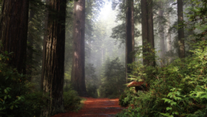 Redwood High Definition