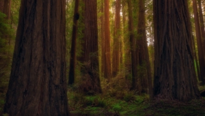 Redwood Images