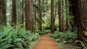 Redwood Photos