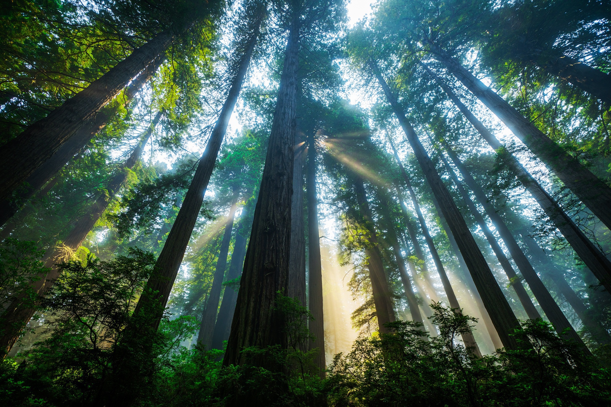 Redwood Wallpapers And Backgrounds