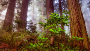 Redwood For Desktop