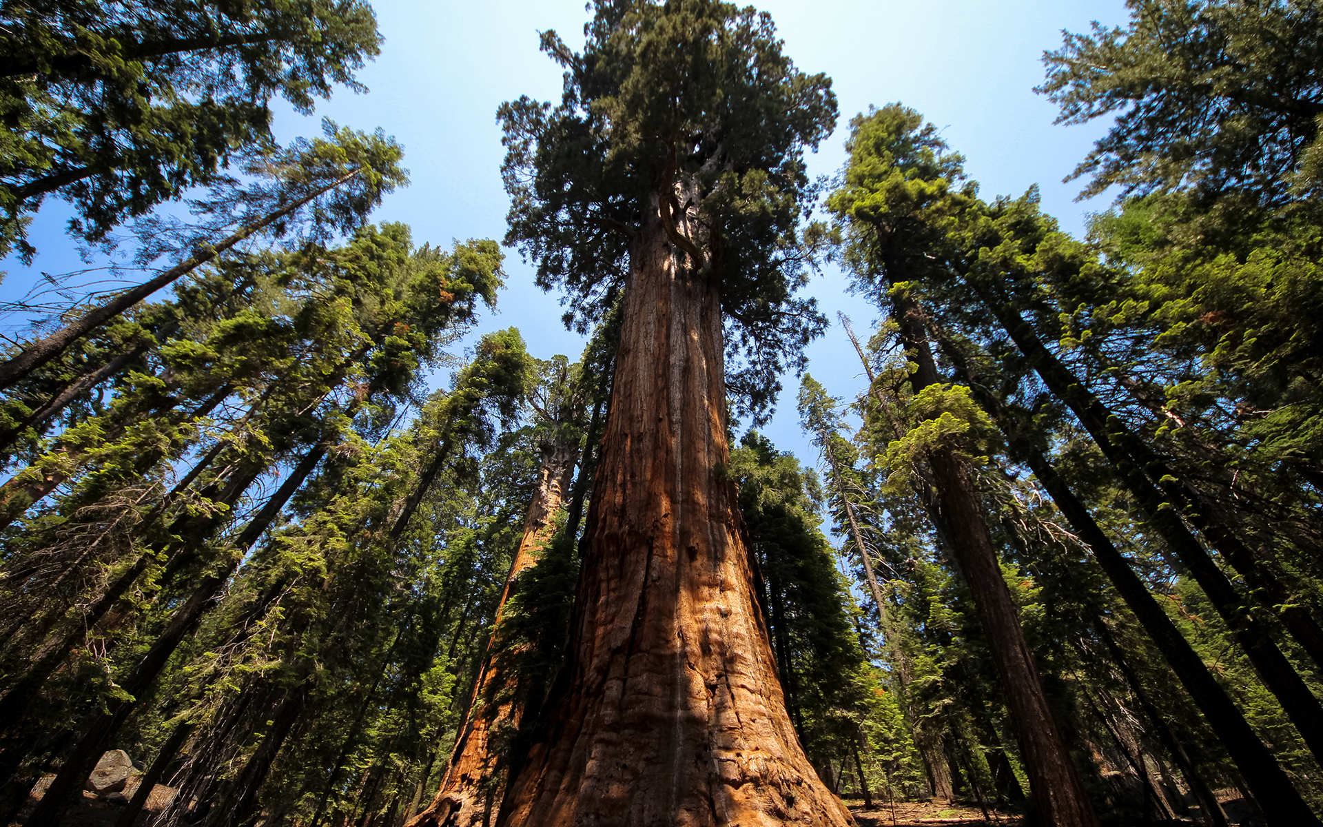 Redwood Full HD