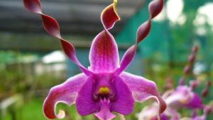 Shenzhen Nongke Orchid 4K