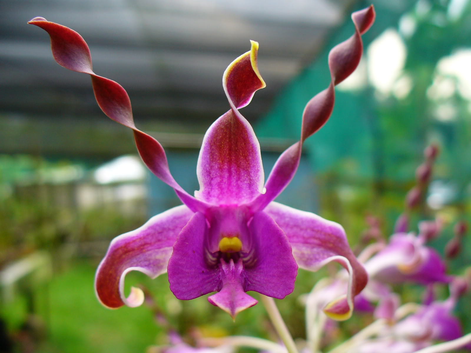 Shenzhen Nongke Orchid 4K