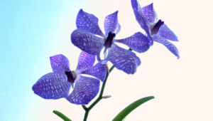 Shenzhen Nongke Orchid Desktop
