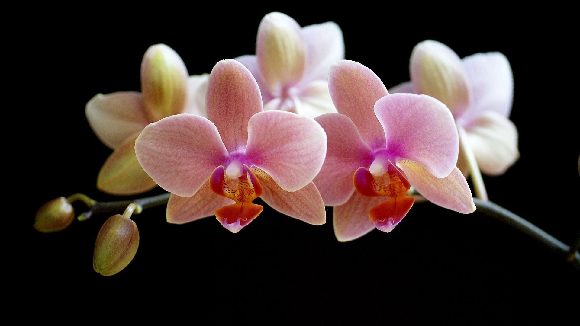 Shenzhen Nongke Orchid Desktop Images