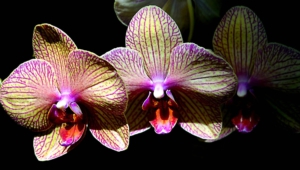 Shenzhen Nongke Orchid Download