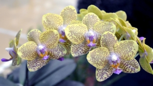 Shenzhen Nongke Orchid Download Free Backgrounds HD