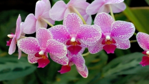 Shenzhen Nongke Orchid Free Download