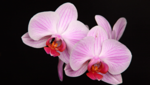 Shenzhen Nongke Orchid High Definition