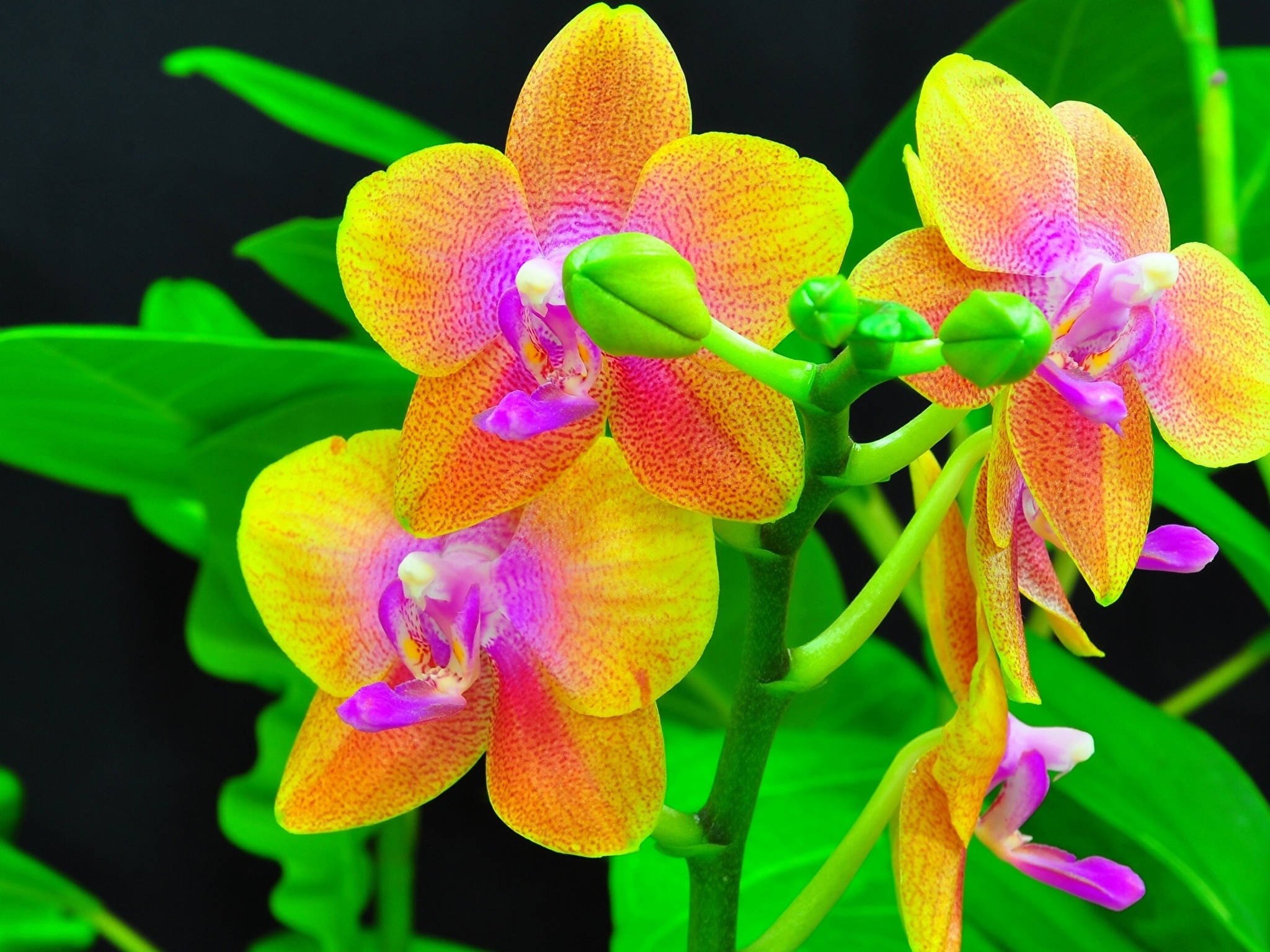 Shenzhen Nongke Orchid High Quality Wallpapers