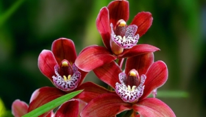 Shenzhen Nongke Orchid Images