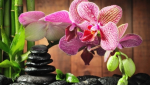 Shenzhen Nongke Orchid Photos