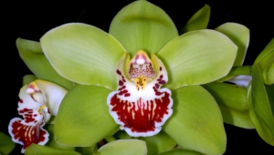 Shenzhen Nongke Orchid Pictures