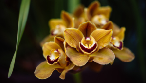Shenzhen Nongke Orchid Wallpapers And Backgrounds