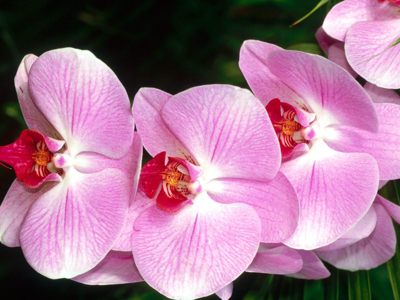 Shenzhen Nongke Orchid Widescreen