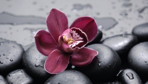 Shenzhen Nongke Orchid For Desktop