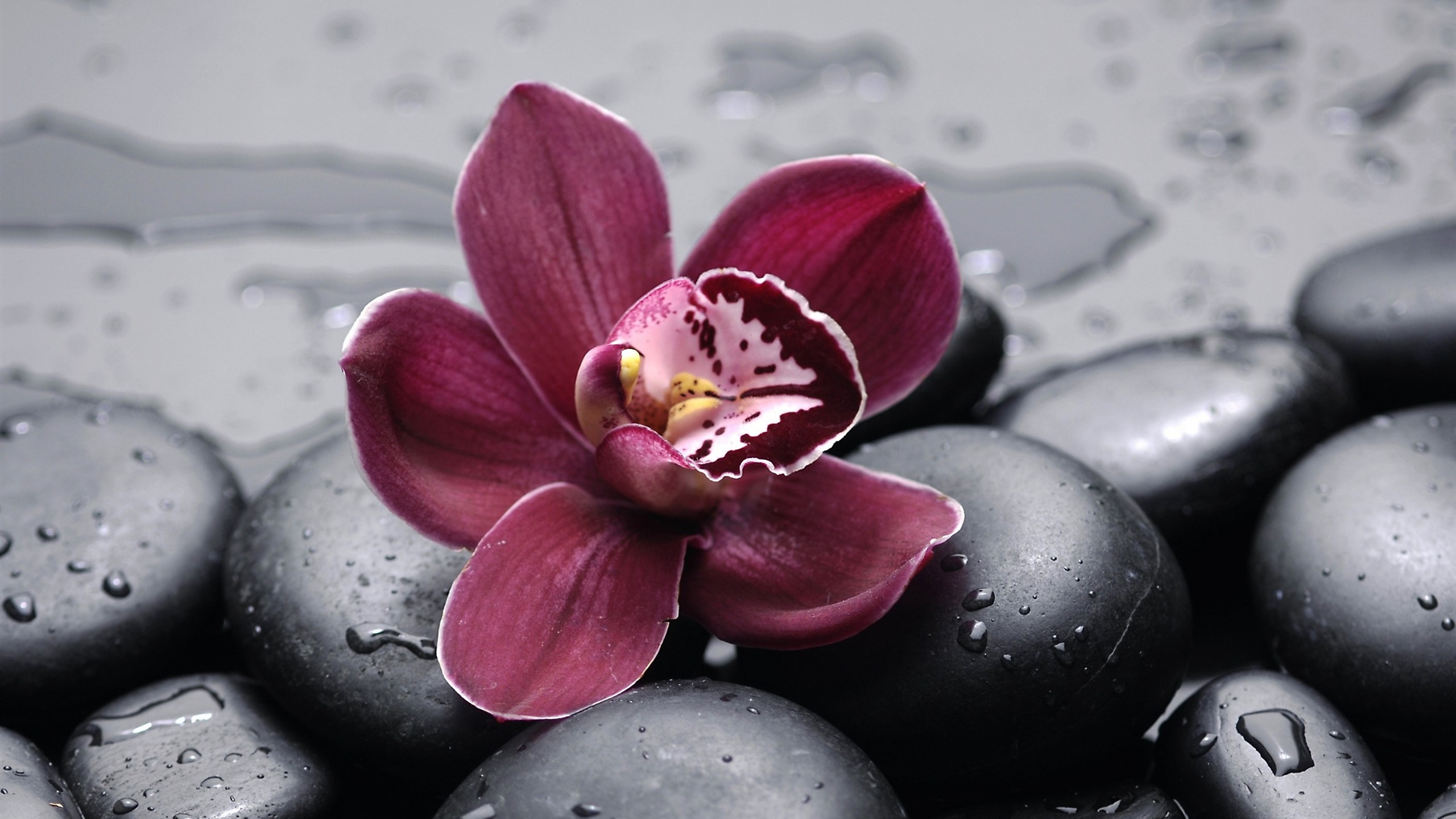 Shenzhen Nongke Orchid For Desktop