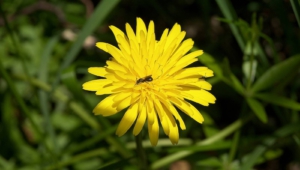 Snowdonia Hawkweed Pictures
