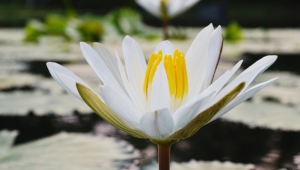 White Lotus Background
