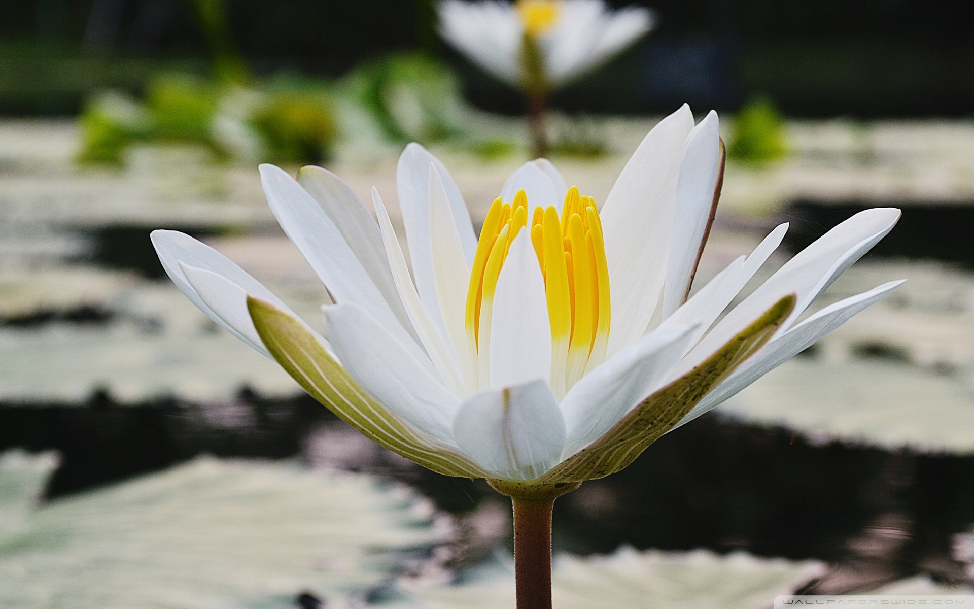 White Lotus Background