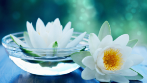 White Lotus High Definition Wallpapers