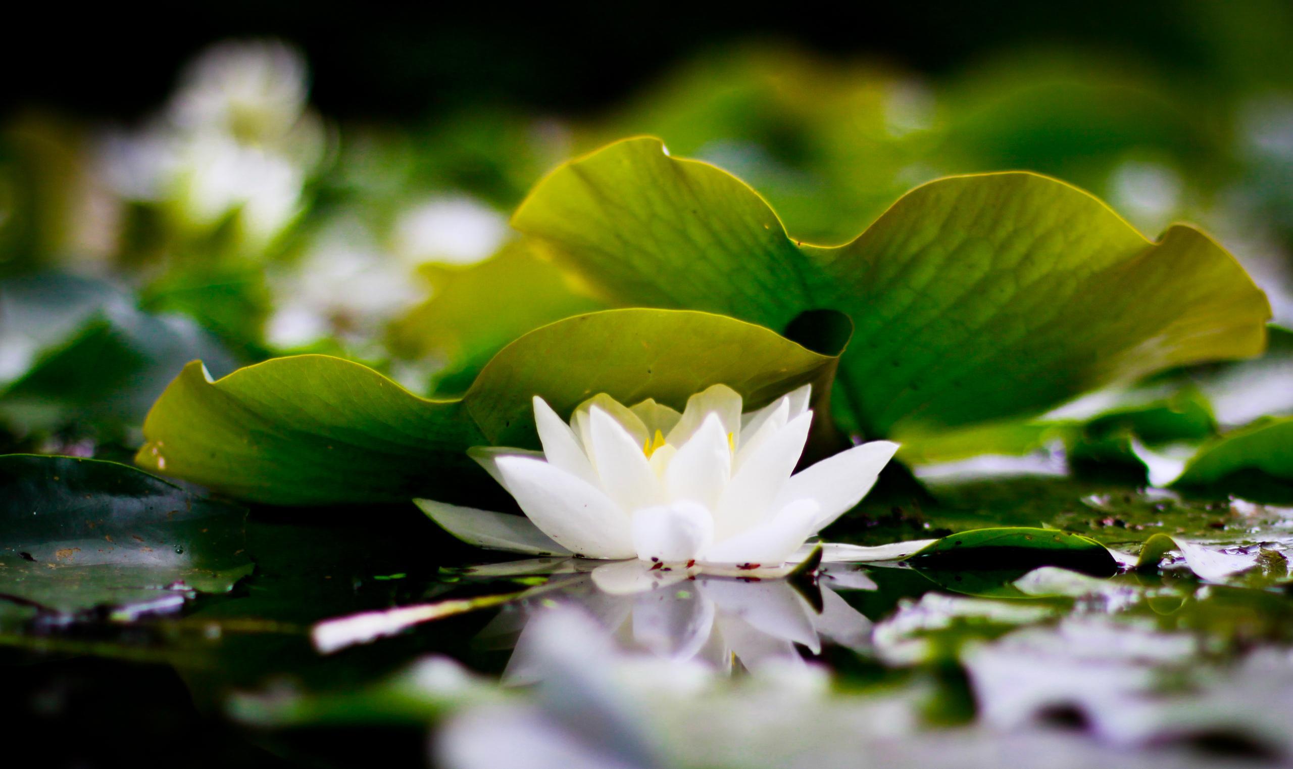 White Lotus High Quality Wallpapers