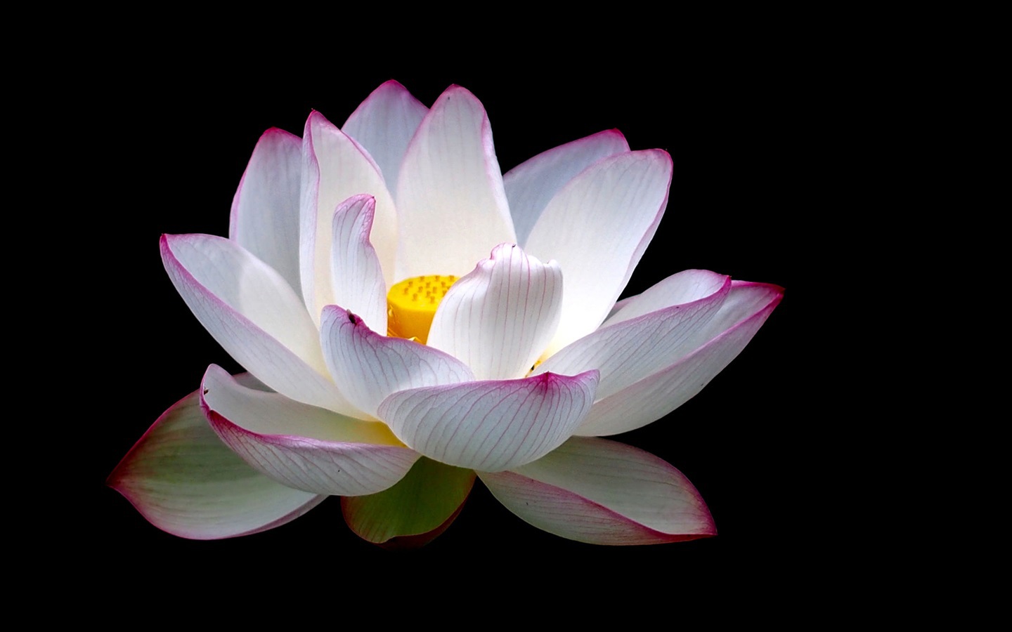 White Lotus Images