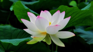 White Lotus Photos