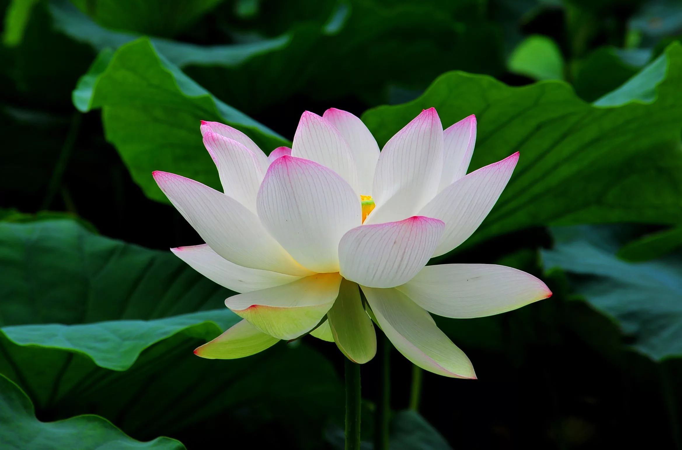 White Lotus Photos