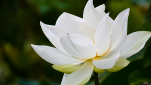White Lotus Widescreen