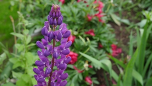 Wild Lupine Images
