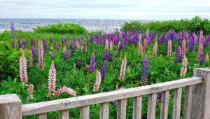 Wild Lupine Pictures