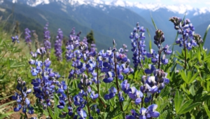 Wild Lupine Wallpapers