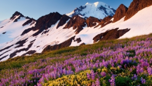 Wild Lupine Wallpapers HD